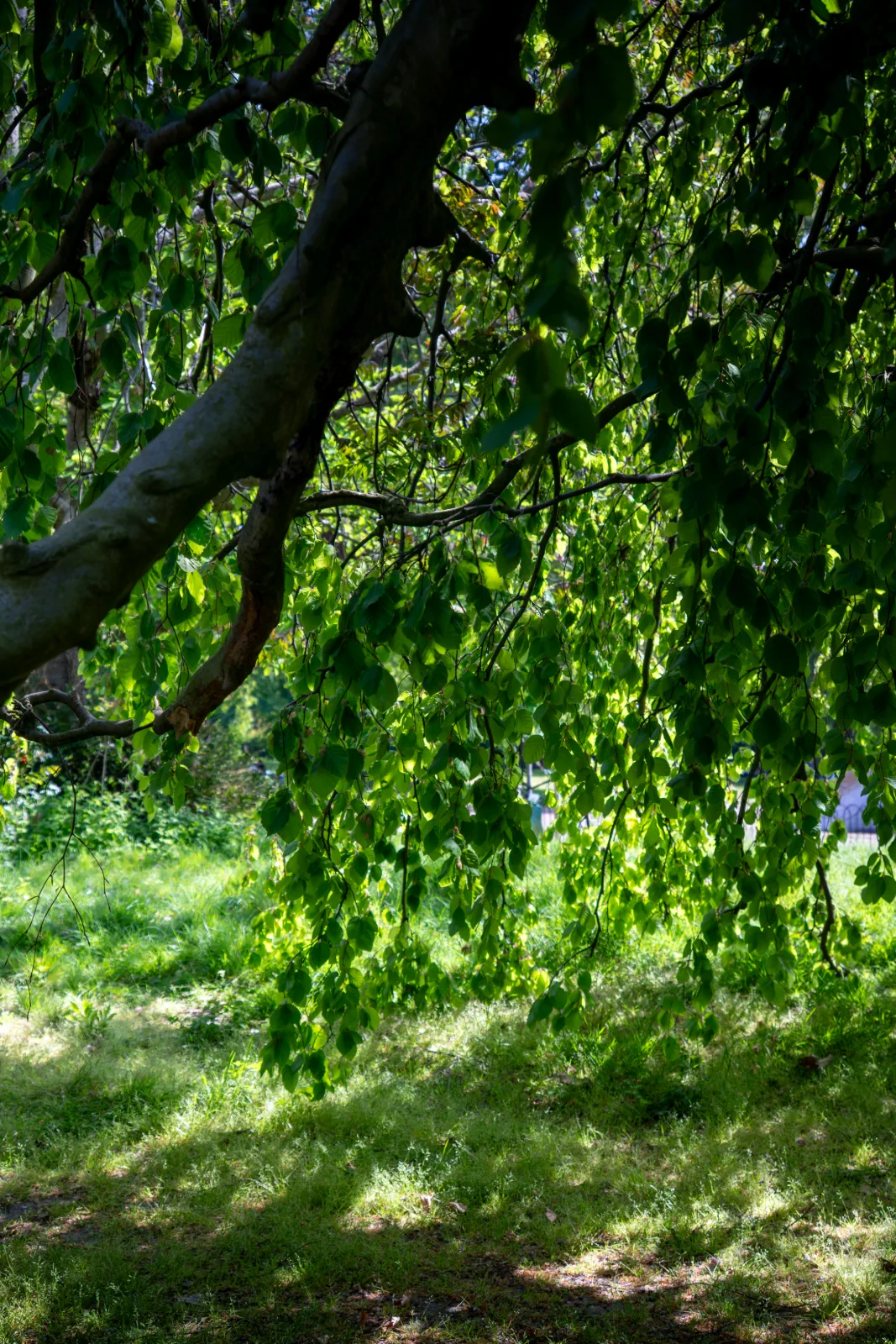 Kensington Gardens, London - view