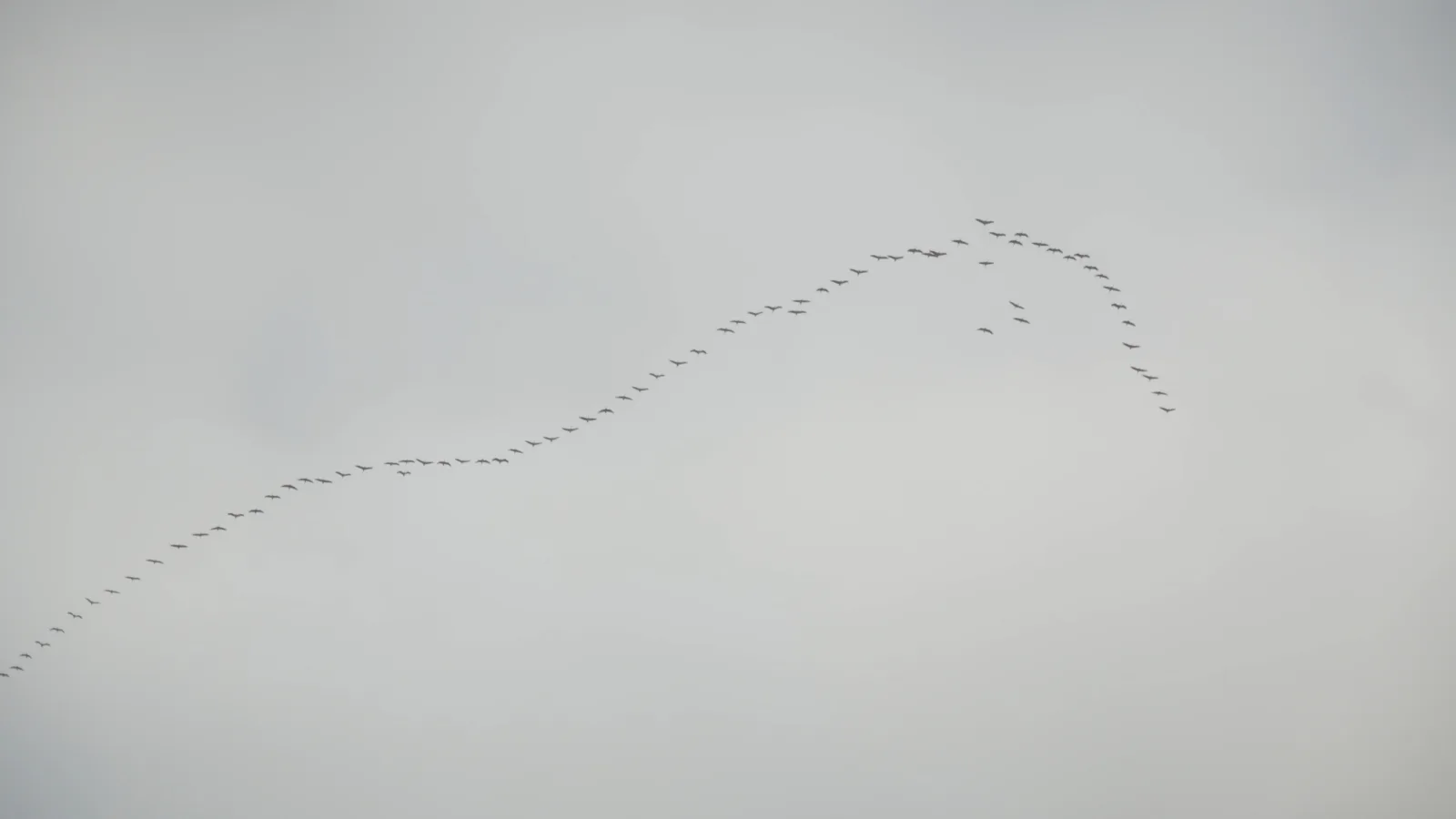 A long, wavering line of birds crosses a pale grey sky from the lower left to the upper right.