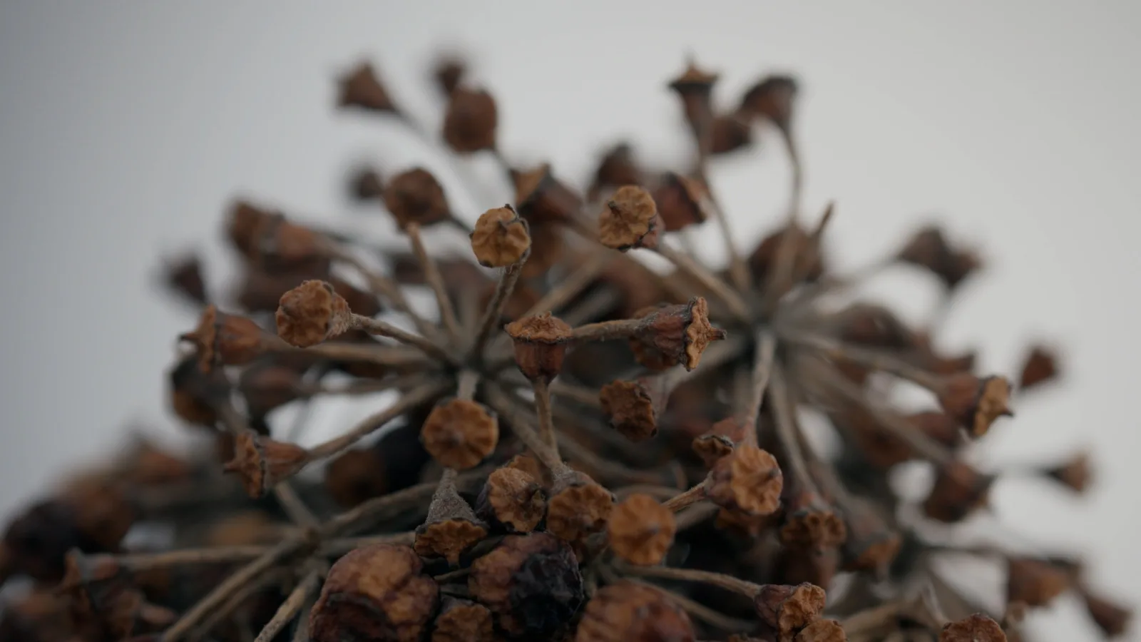 Close-up of dried brown ivy seed heads, small round fruits on thin radiating stems, against a pale grey background.