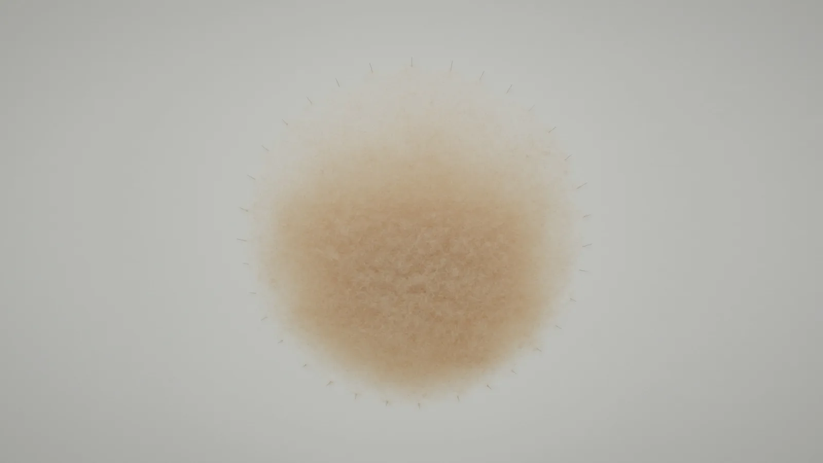 A round, dense mass of fine golden seed down on a white wall, darker at the centre and fading at the edges, held in place by a ring of small pins.