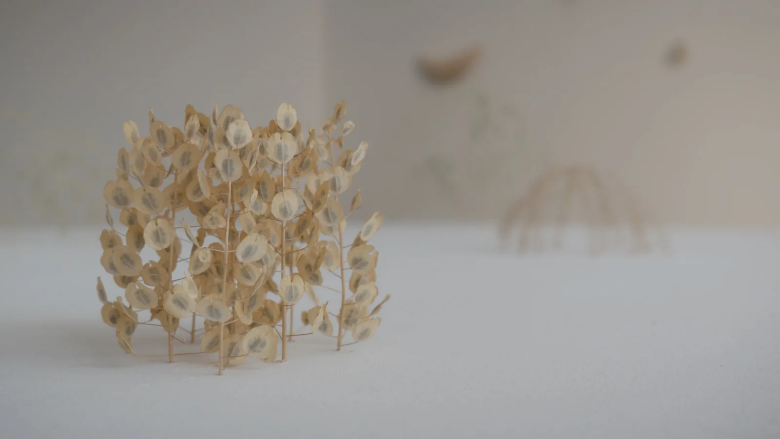 A small upright sculpture of pale stalks carrying round, translucent seed pods stands on a white surface; other works hang out of focus on the wall behind.