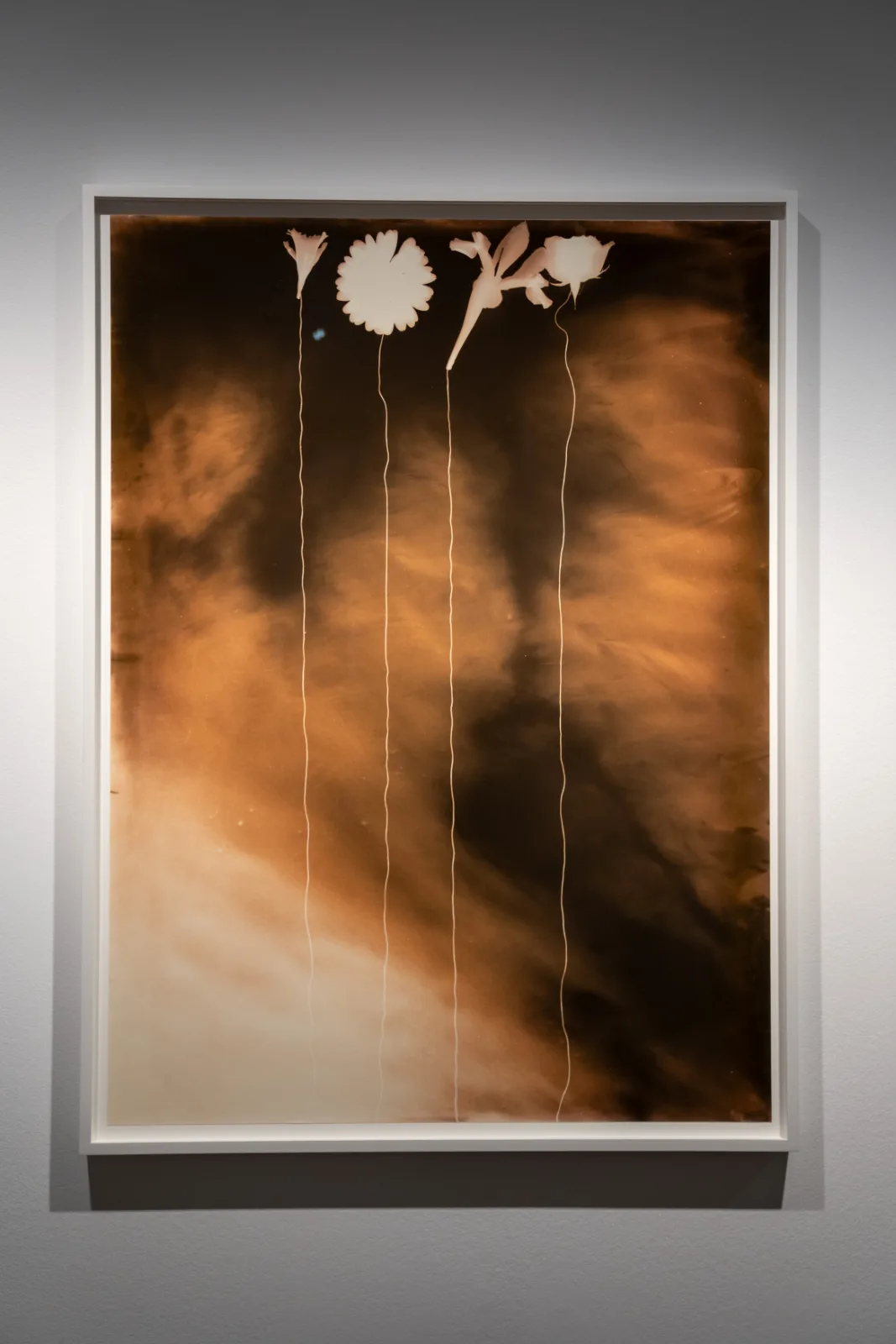 Framed photogram in warm brown tones with four white flower silhouettes on long thin stems